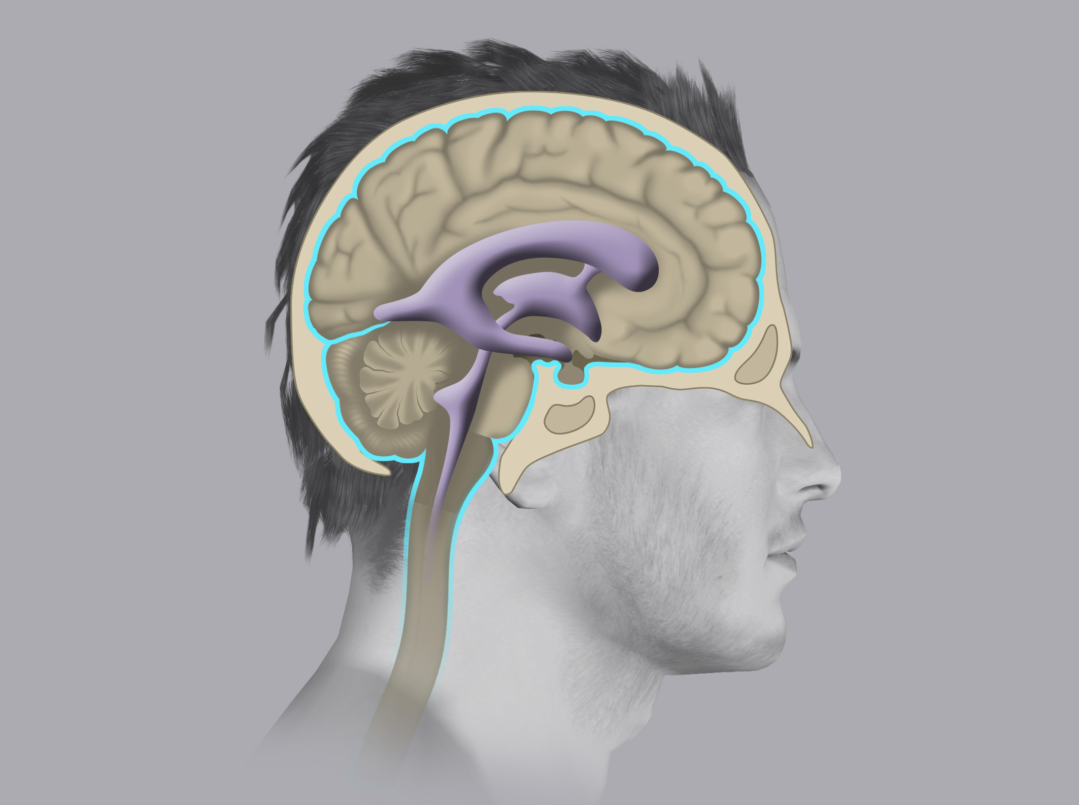 Nel sistema nervoso centrale sono presenti delle cavità chiamate ventricoli cerebrali che producono e contengono il liquor.
